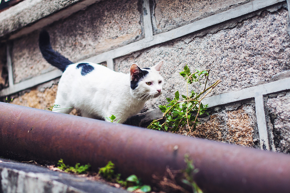 六西格玛